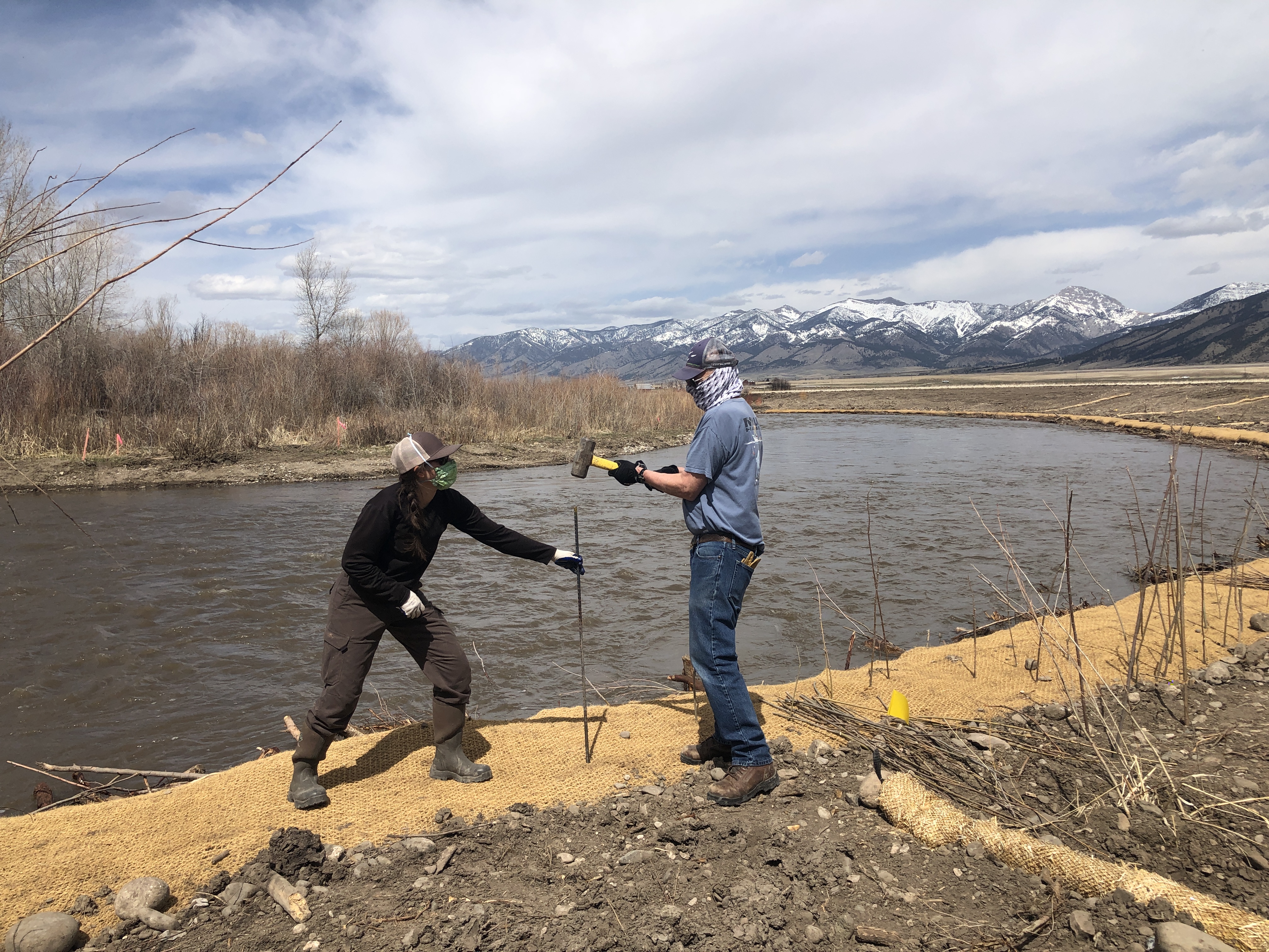 Planting bare root willows in the bank of the East Gallatin in Bozeman, Montana in April 2020.