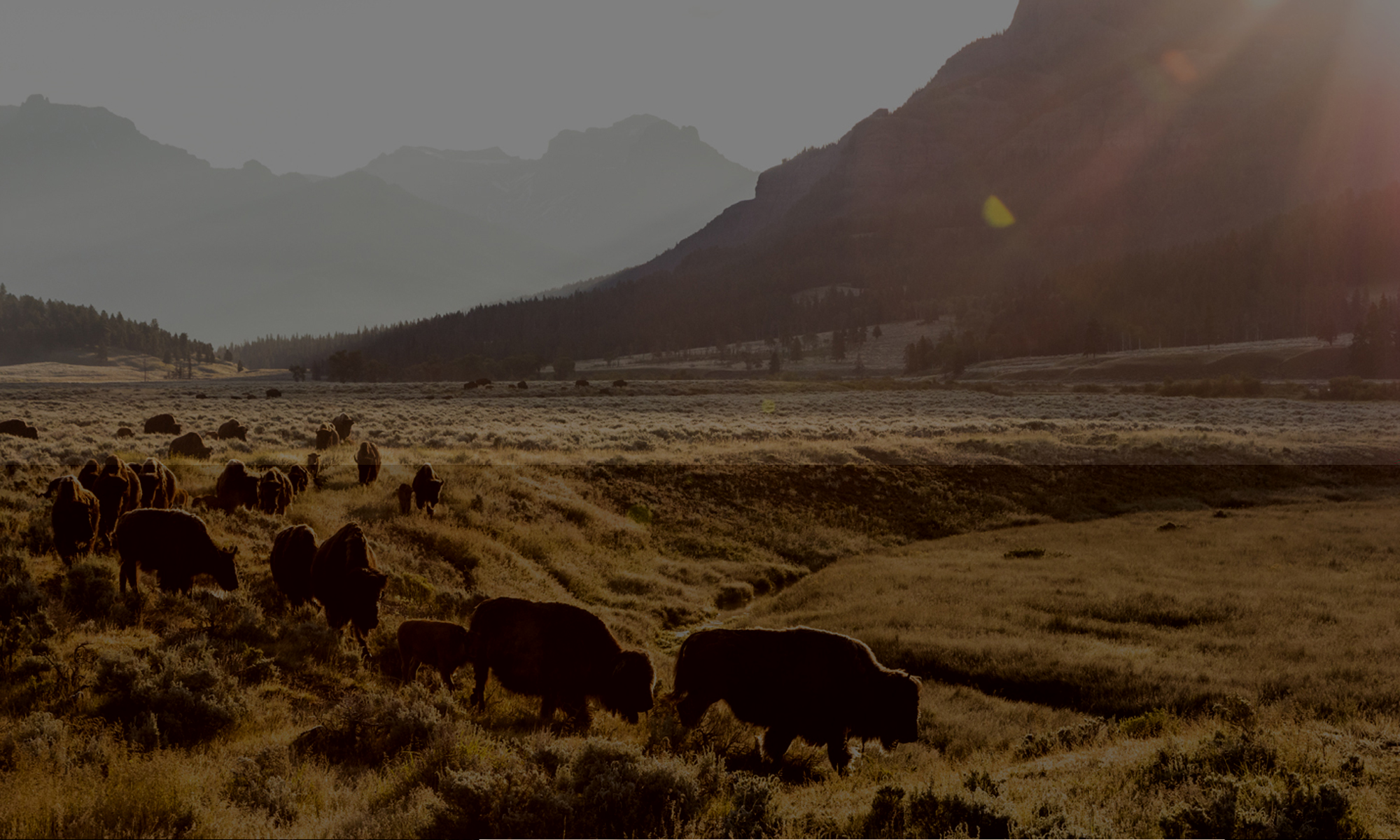 Bison grazing in a beautiful mountain pasture in Yellowstone National Park.