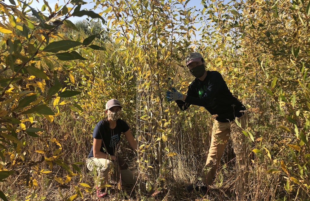 Wrapping trees to promote coexistence with beavers along the East Gallatin in Montana in October 2020.