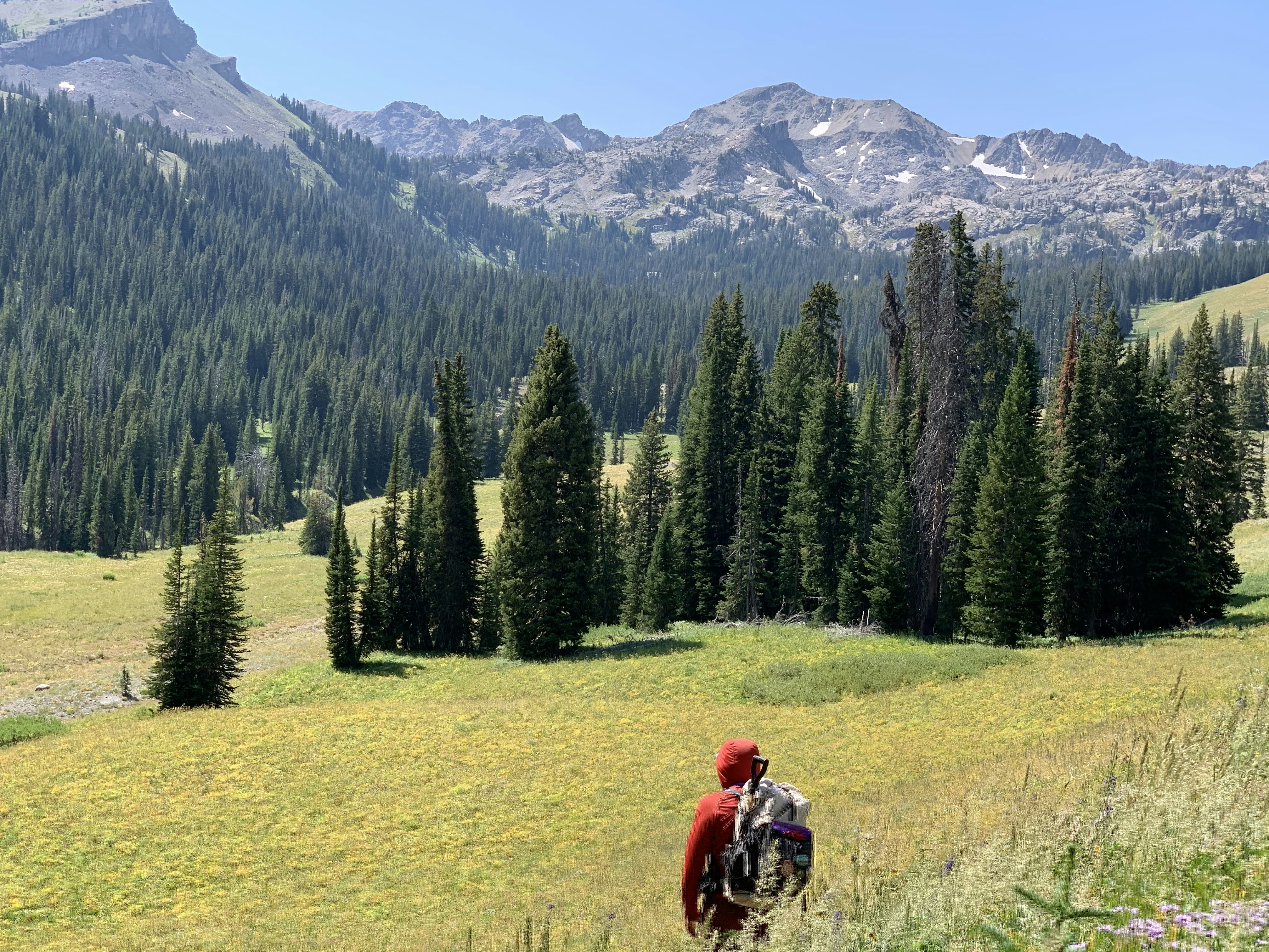 Hiker walking through a grass field with wildflowers and a beautiful mountain range in the background
