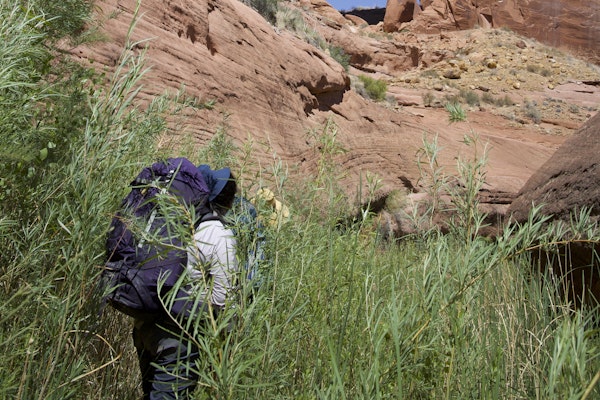 Ross Davison, Wild Gift Fellow hiking in tall grass.