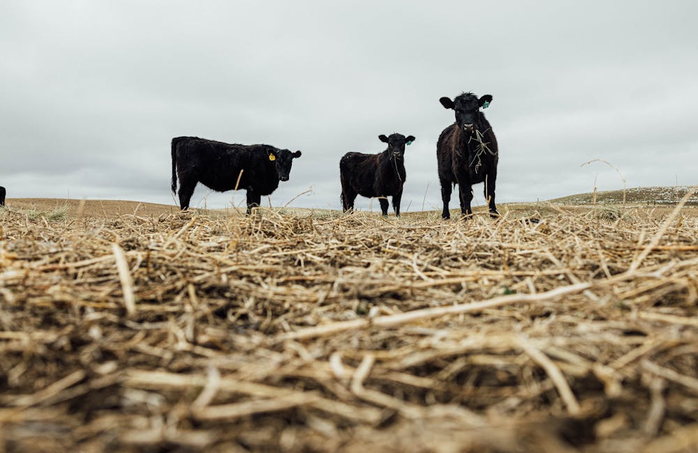 Cows feeding on grass in Bozeman, Montana.
