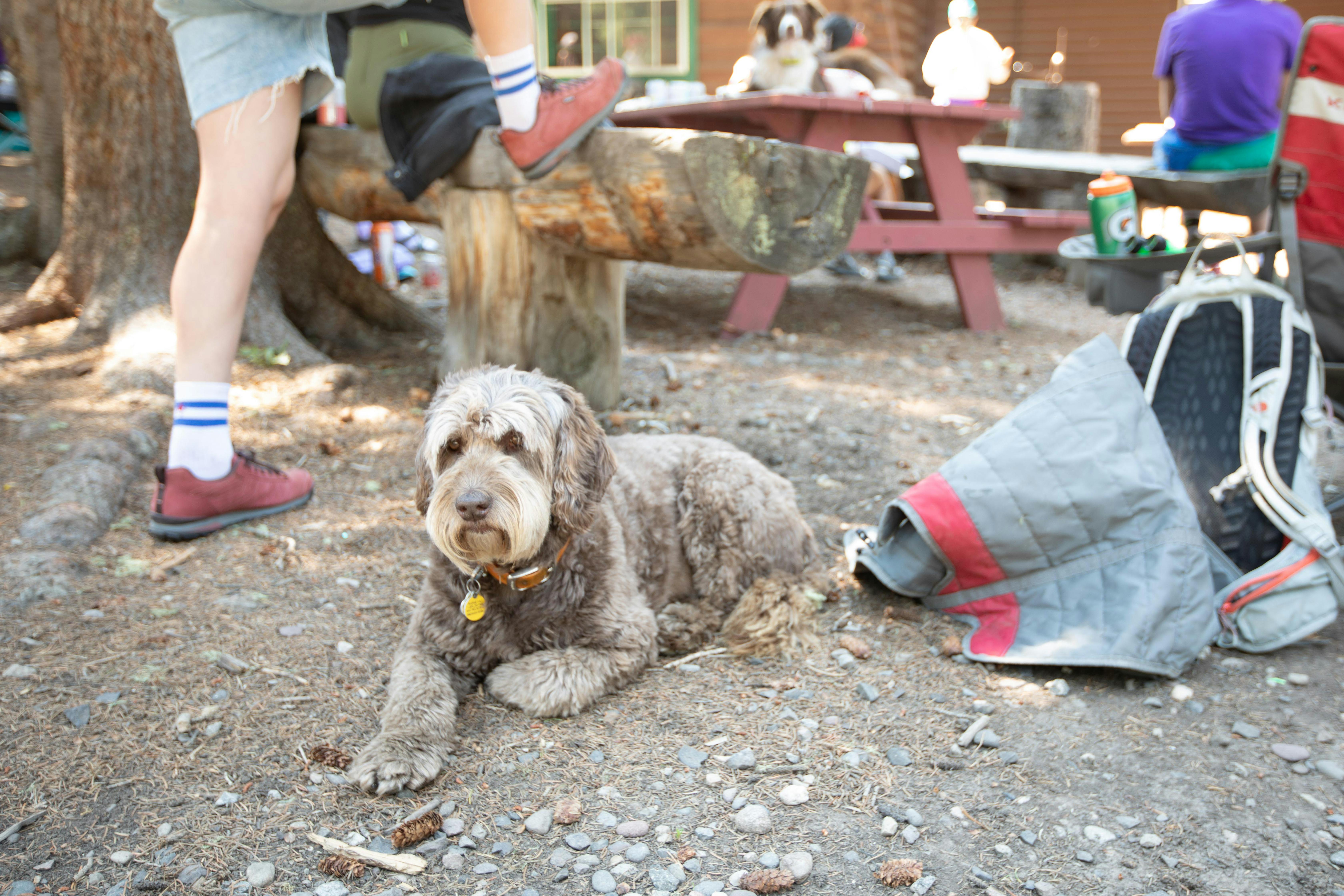 Dog laying down in the shade at a campsite