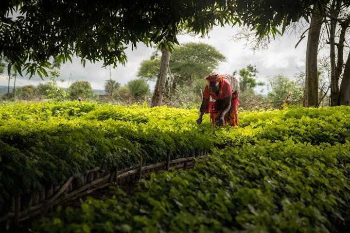 Woman plants crops in a forest garden for Trees for the Future.