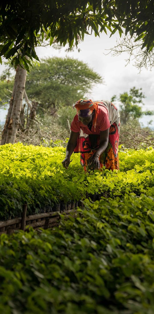 Woman plants crops in a forest garden. Image courtesy of Trees for the Future.