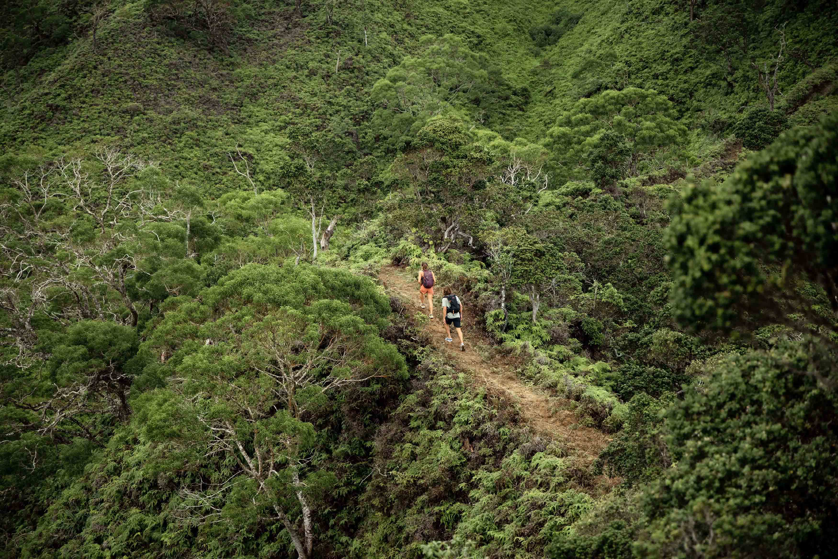 A man and woman hike through on a densely forested hillside trail in a tropical rainforest.