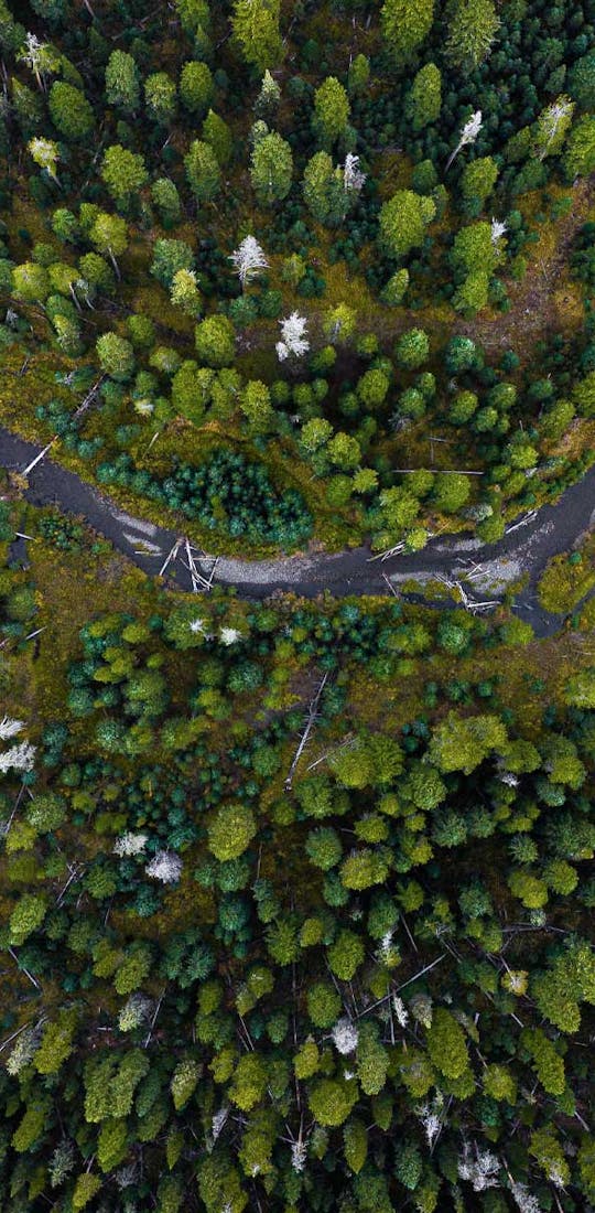 Winding river flowing through a densely populated forest.