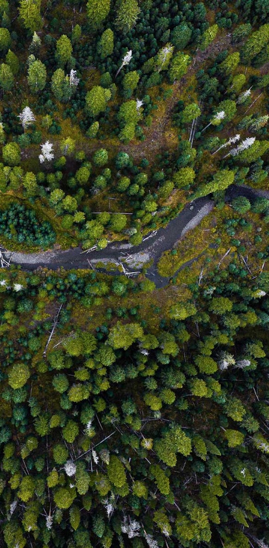 Winding river flowing in dense forest greenery.