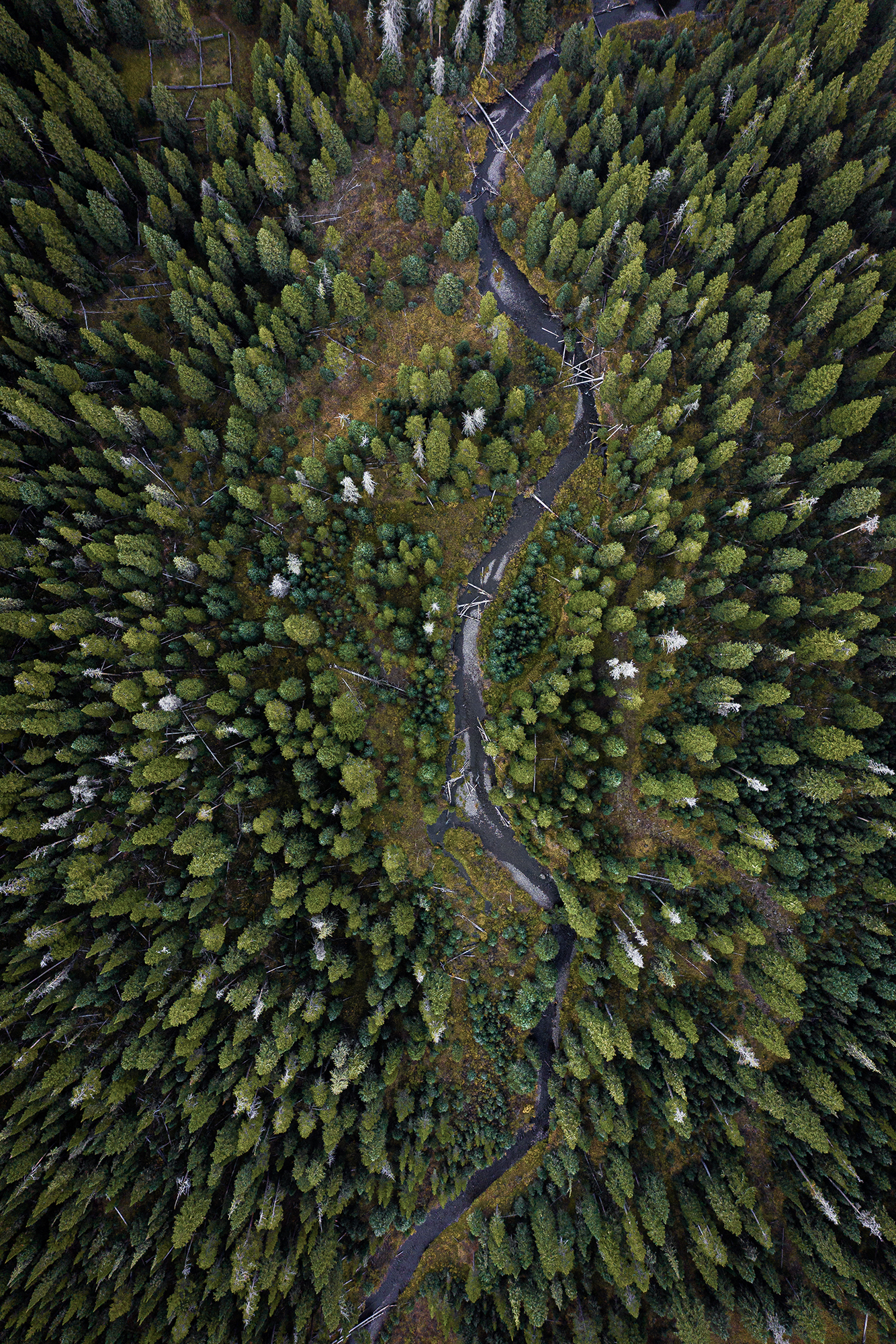 Aerial view of forest