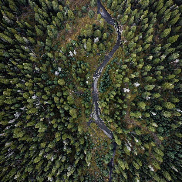 Aerial view of forest