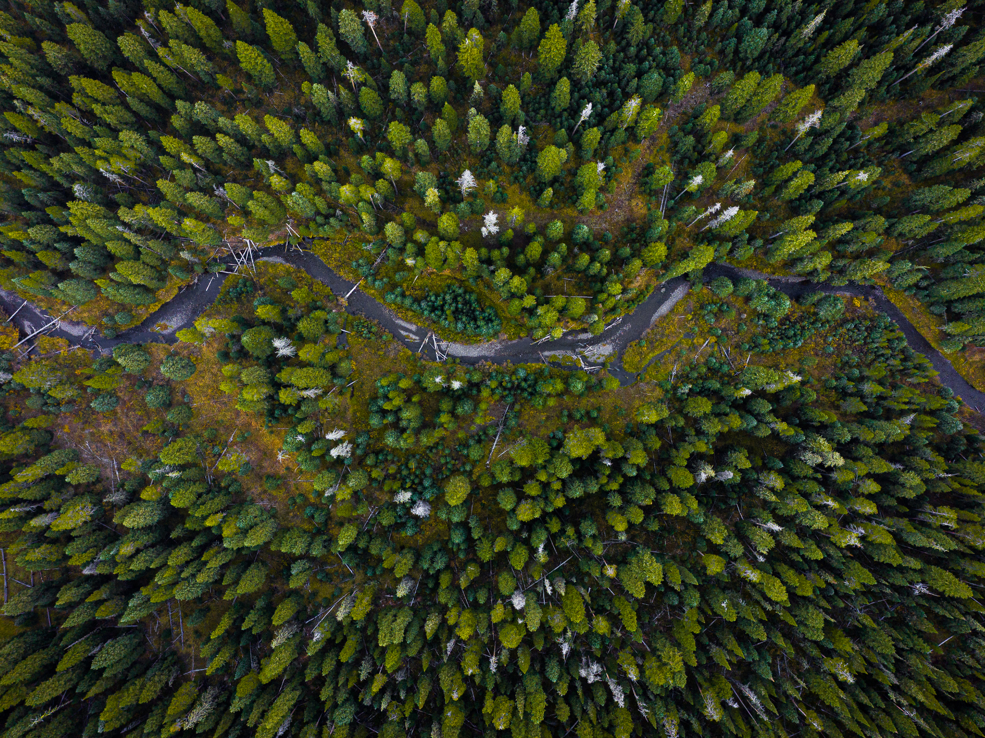 Drone view of a green wooded forest with a river flowing.