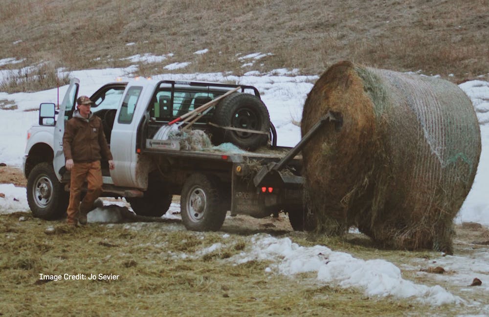 Trailblazer David Gabrielli feeding cattle by truck on a ranch in Kirby, Montana.