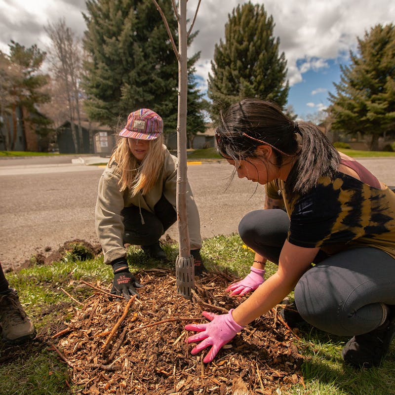 Oboz employees planting trees in a residential area.