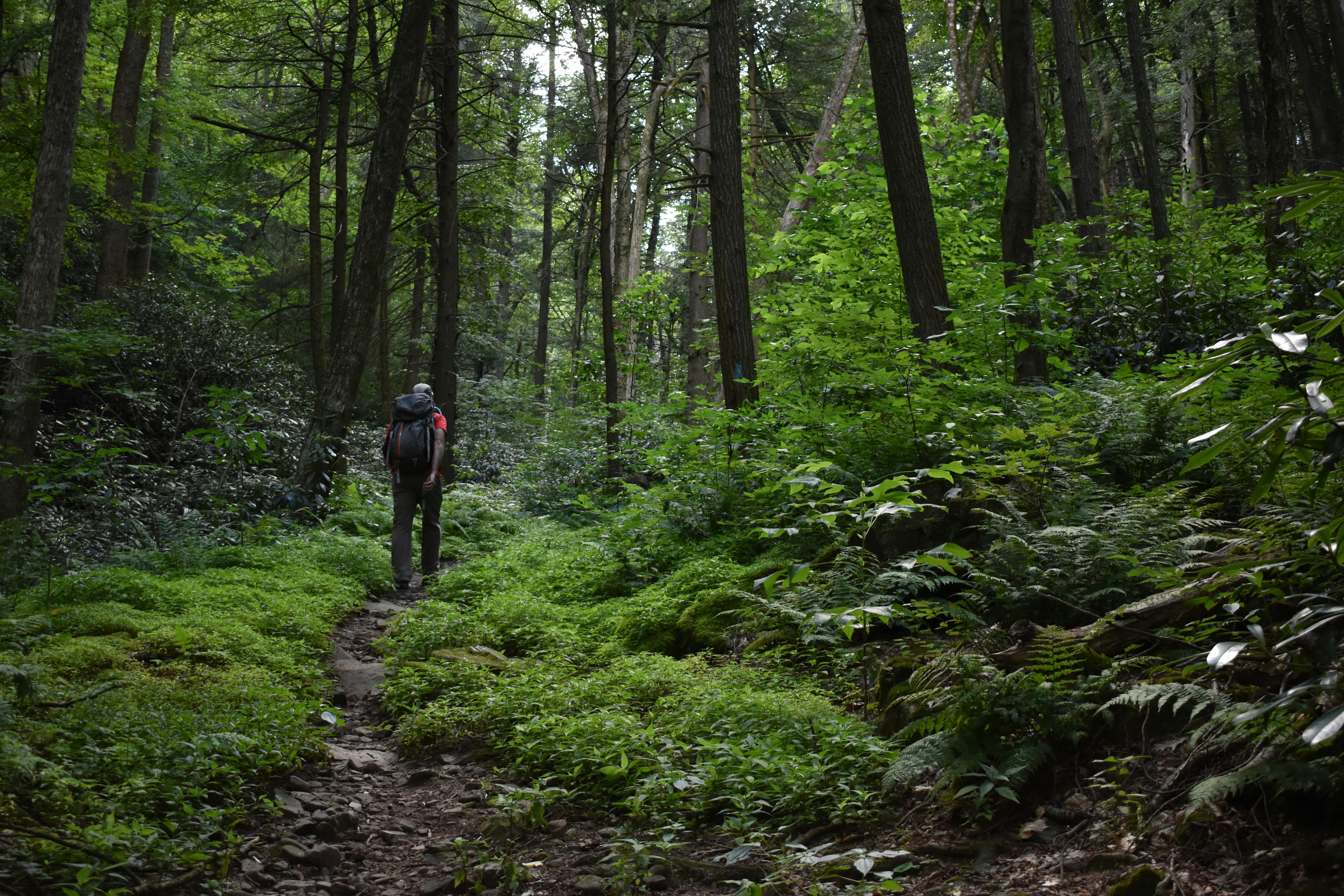 Test hike with the Sawtooth X Low Waterproof in dense, wet conditions.