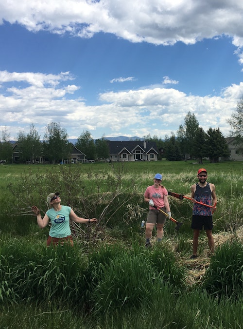 Planting bare root willows in the bank of an impaired stream in Bozeman, Montana on National Trails Day 2021.