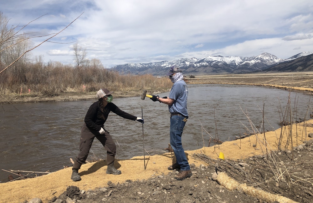 Planting bare root willows in the bank of the East Gallatin in Bozeman, Montana in April 2020.