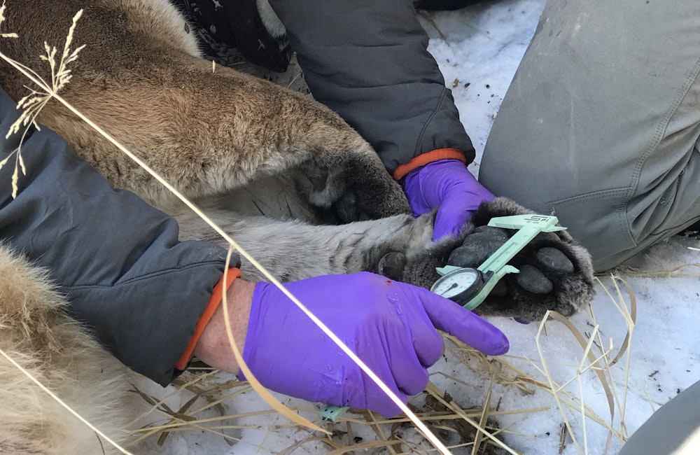 Two men measuring a mountain lion's paw size on Yellowstone National Park.