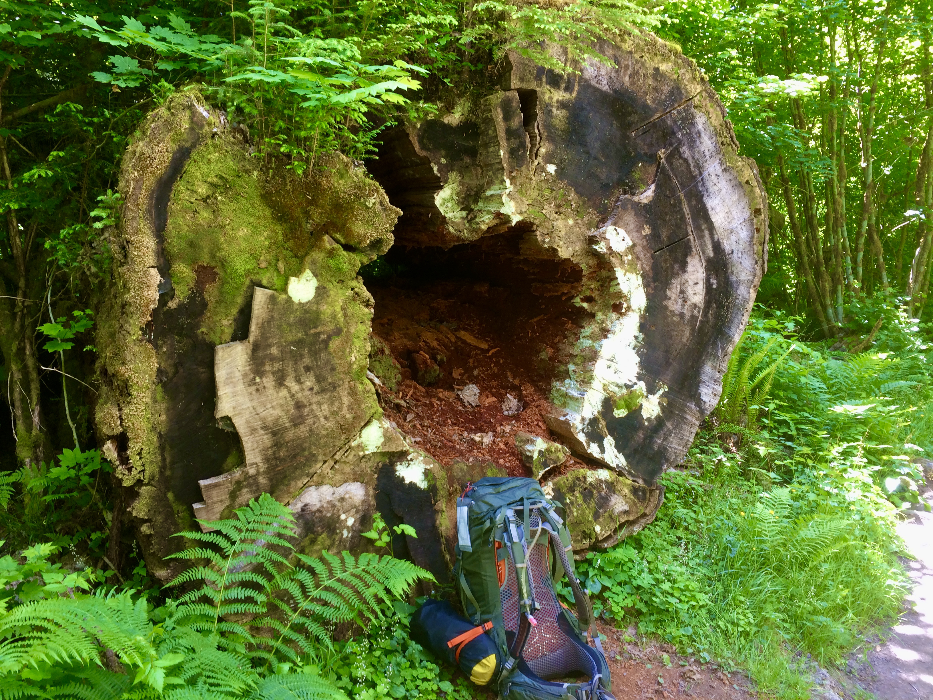 Loaded pack near a massive Olympic Rainforest tree.
