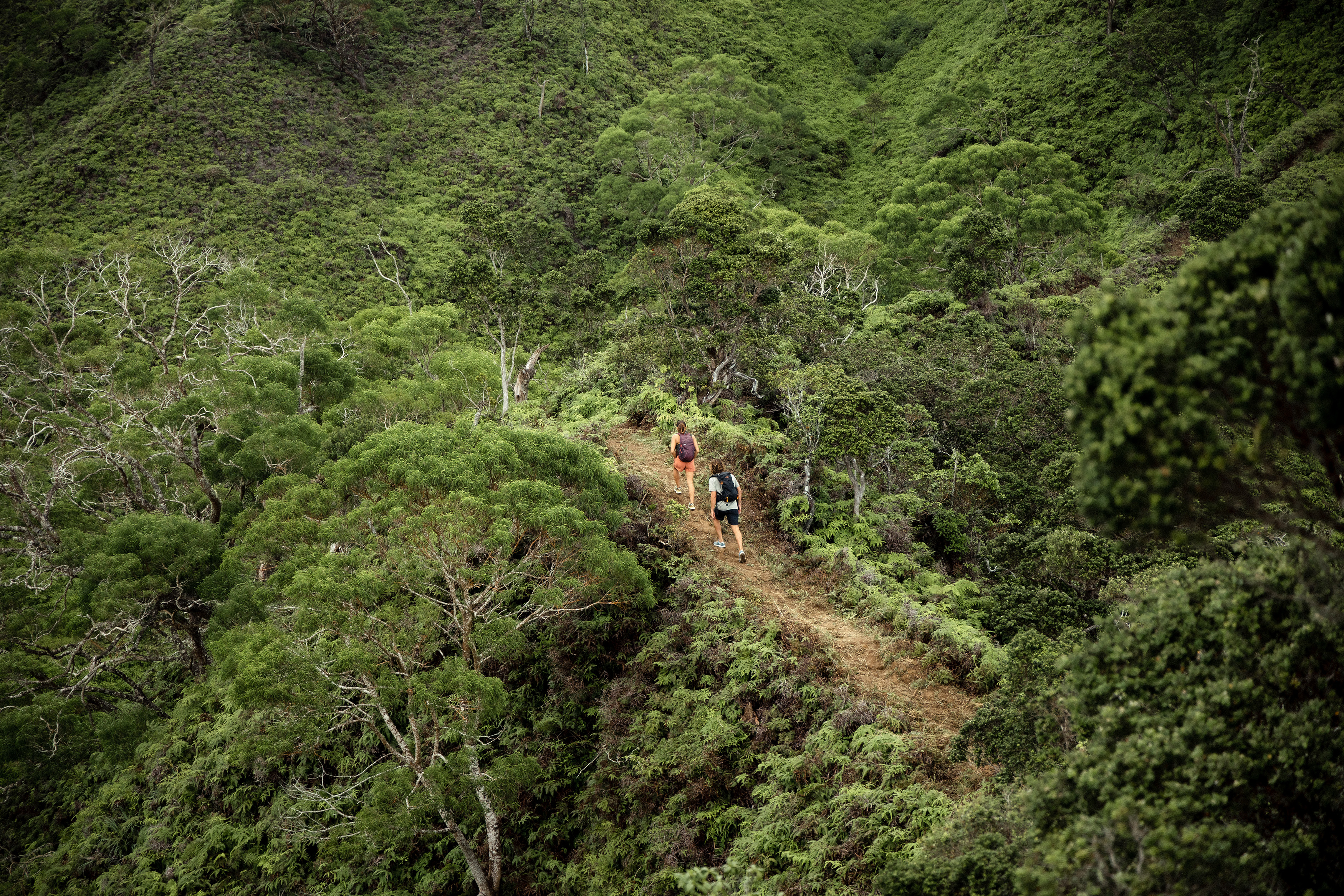 Two people hiking up the trail in Hawaiian forest. 