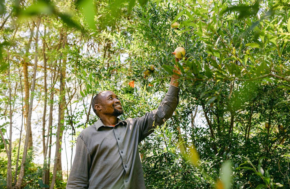Man picking fruit off tree in a One More Tree farming facility.