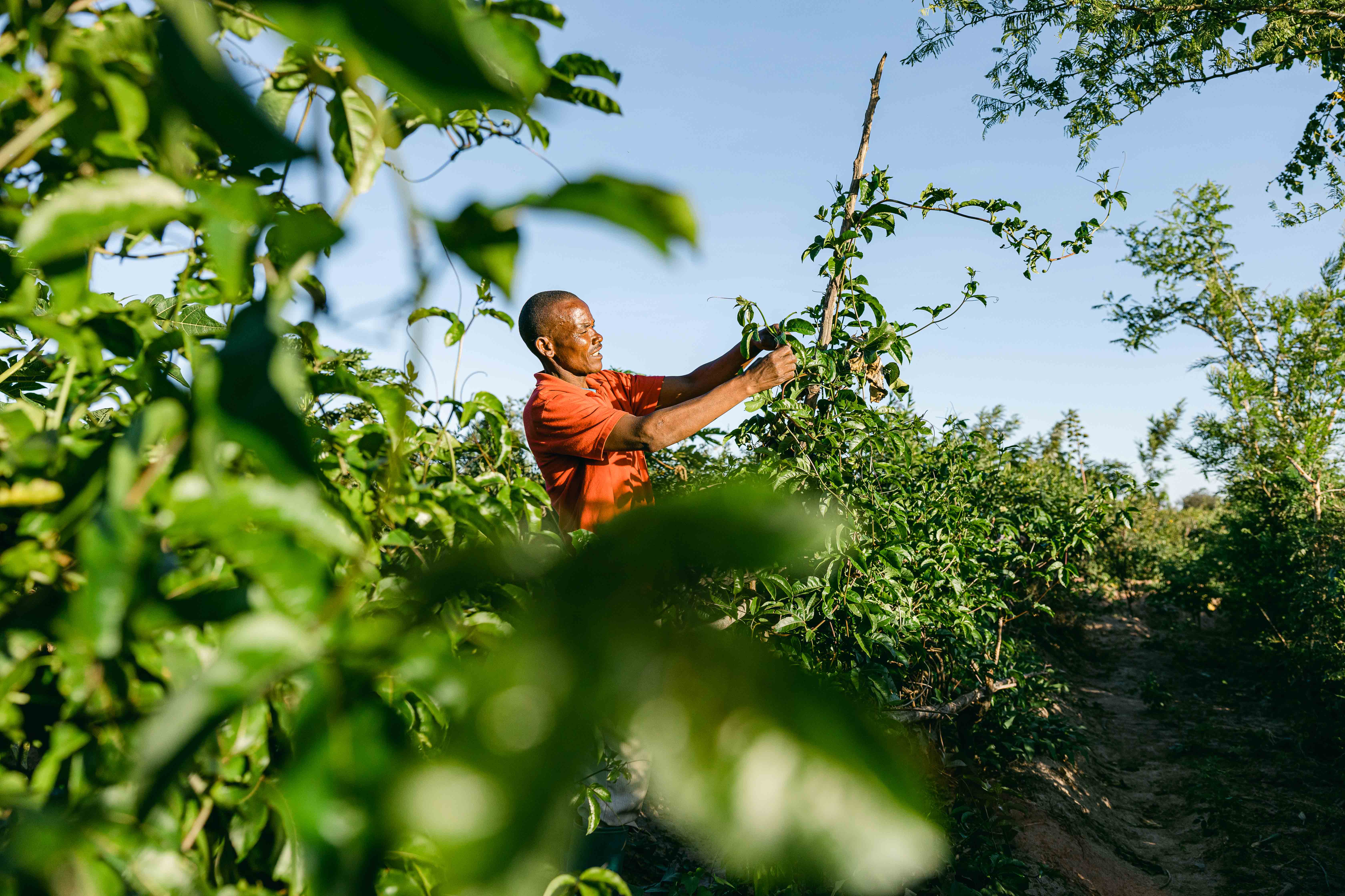 Man maintaining tree in a One More Tree farming facility.
