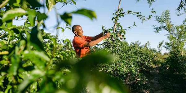 Man maintaining tree in a One More Tree farming facility.