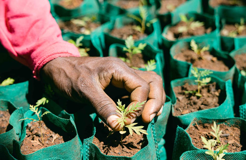 Planting vegetation in a One More Tree farming facility.