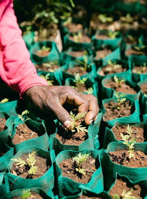 Planting vegetation in a One More Tree farming facility.