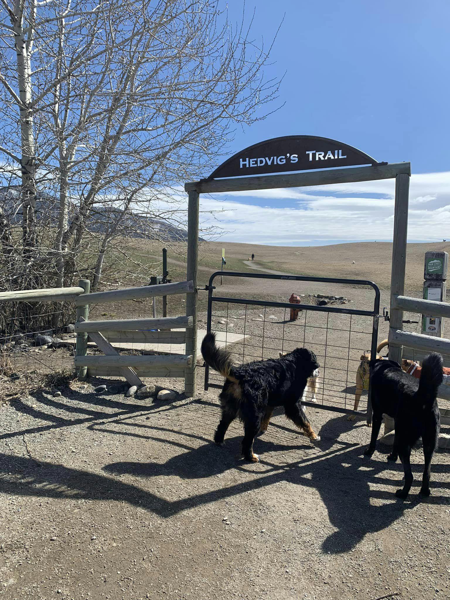 A dog and owner out on a hike in Bozeman, Mt. 