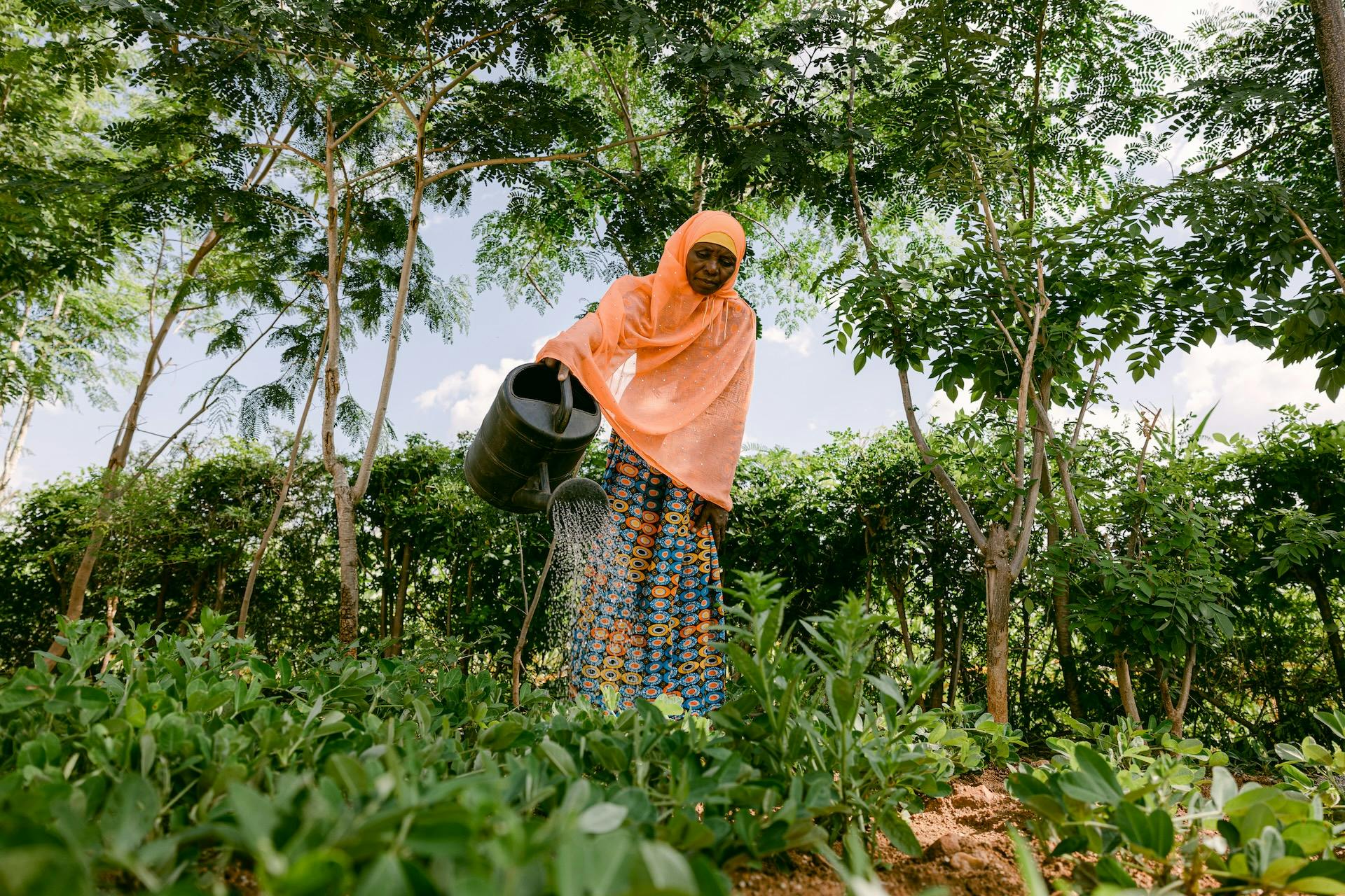 Person watering trees as part of the Trees for the Future organization. 