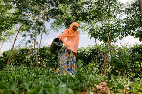 Person planting trees as part of the Trees for the Future organizaion