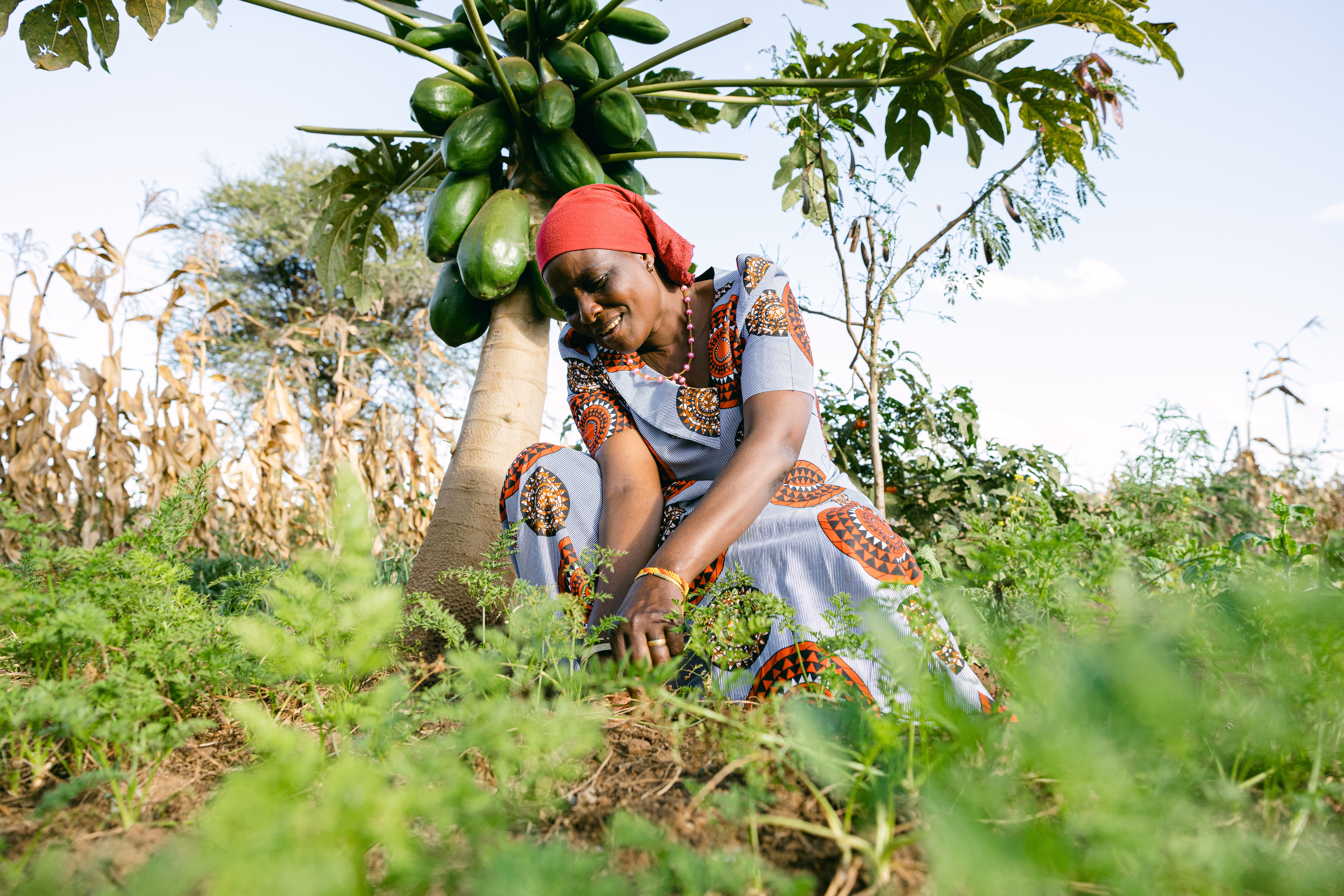 Person planting trees as part of the Trees for the Future organizaion