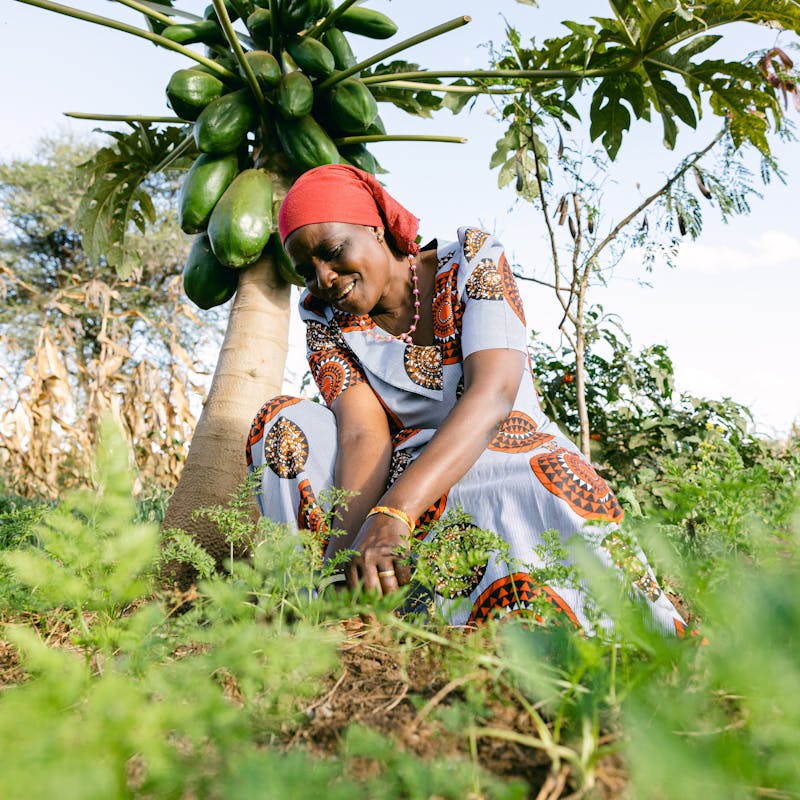 Person planting trees as part of the Trees for the Future organizaion