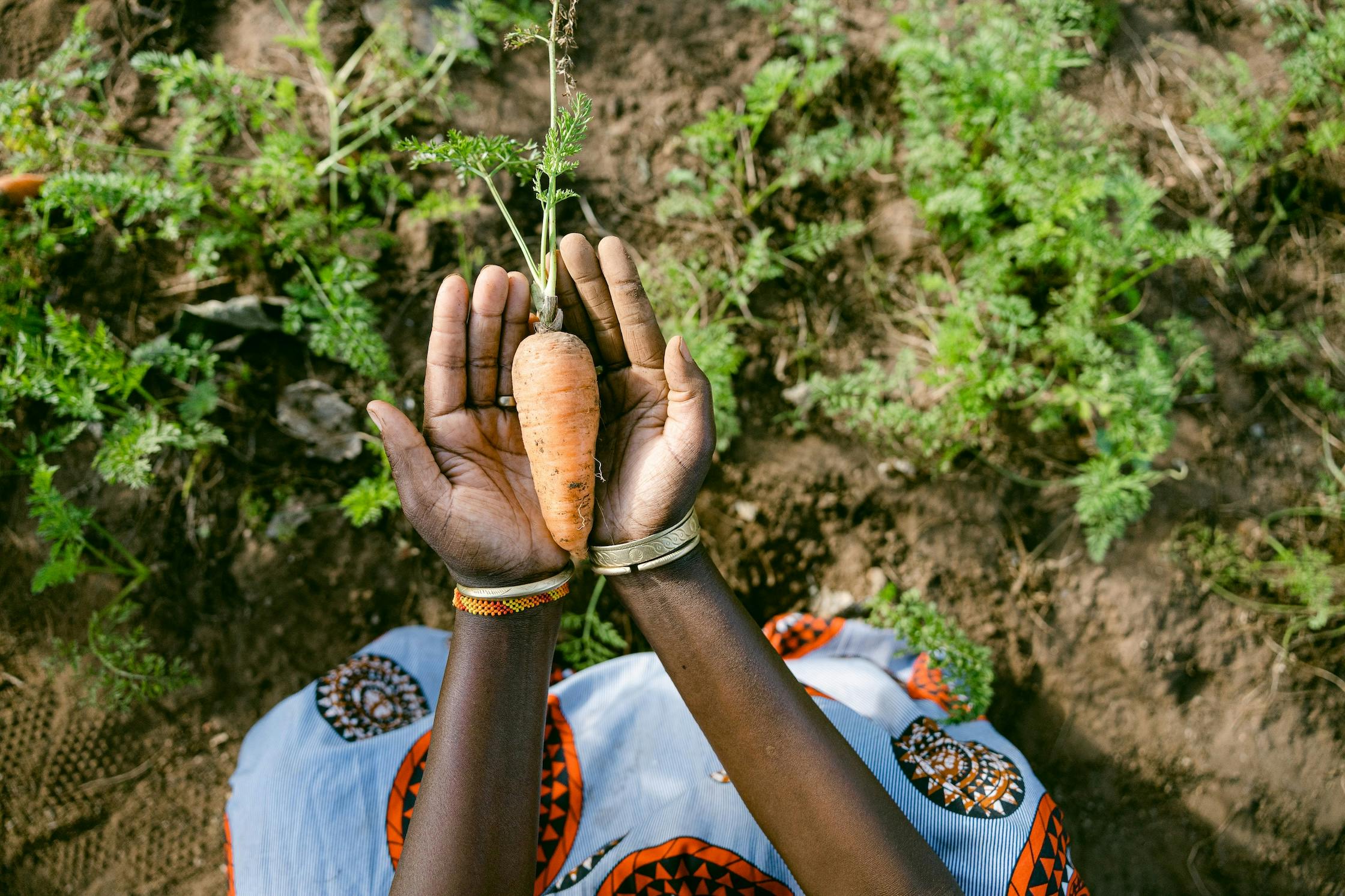 Trees for the Future image of person holding a carrot as part of the growing done within this organization.