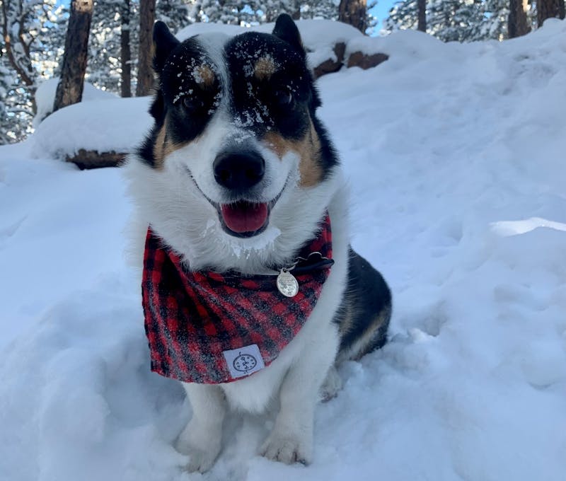 Oboz office dog, Teddy the Corgi, in the snow.