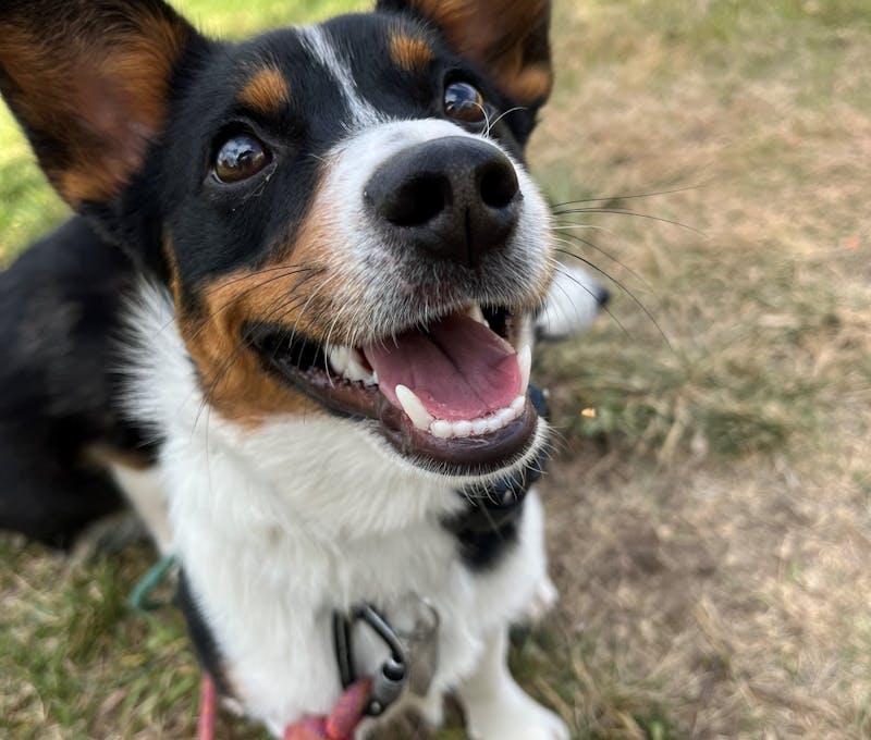 Oboz office dog, Lupine the Corgi, with a big smile.