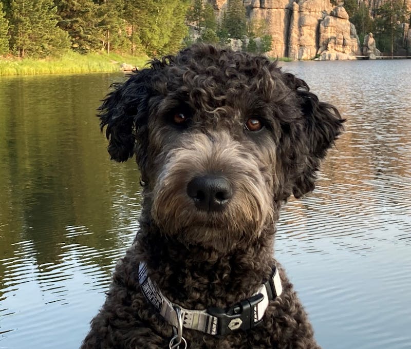 Ralphie the doodle at a mountain lake.
