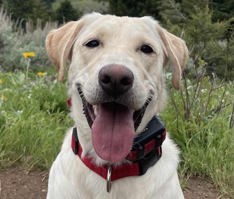 Oboz employee office dog, Stella, a yellow lab.