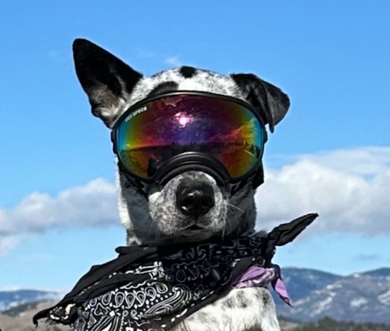 Oboz office dog, Jagr with his cool doggles on.