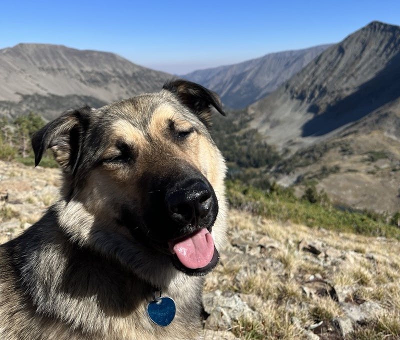 Oboz office dog out on a beautiful mountain trail.