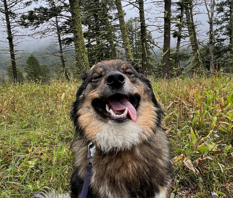 Oboz office dog, Nala, happy hiking in the woods.