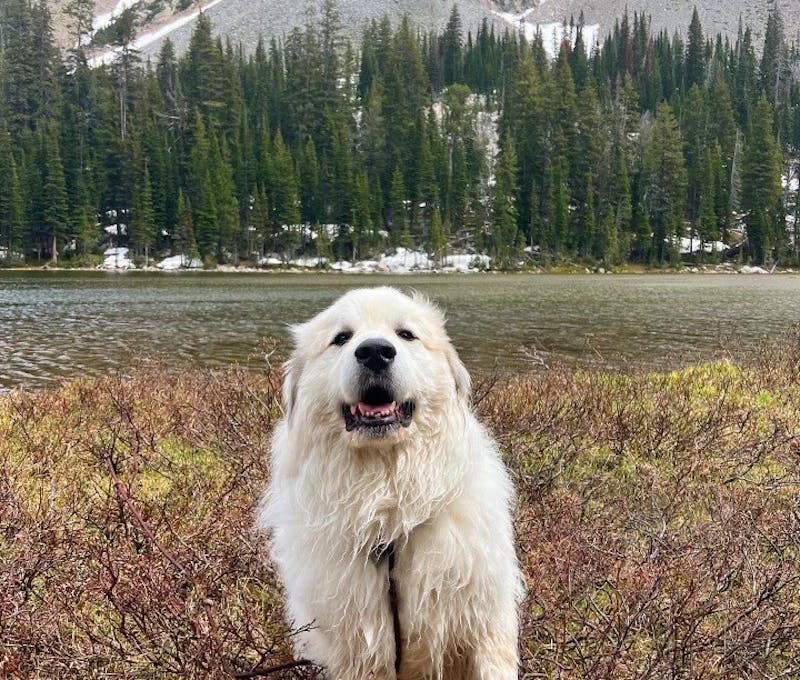 Oboz office dog jake after swimming in a mountain lake.