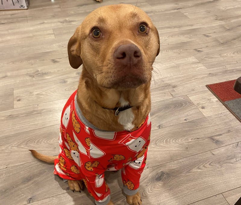 Oboz Office dog, Cora, posing in her pajamas.
