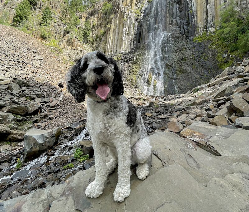 Oboz office dog, Yuba, happily sitting while on a hike.