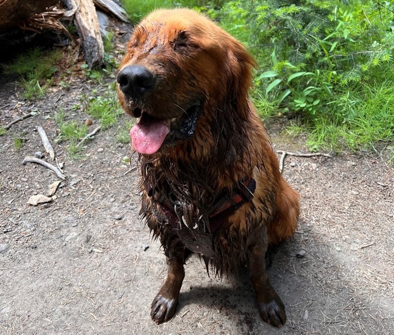 Oboz office dog, Moose, happily covered in mud while on a hike.