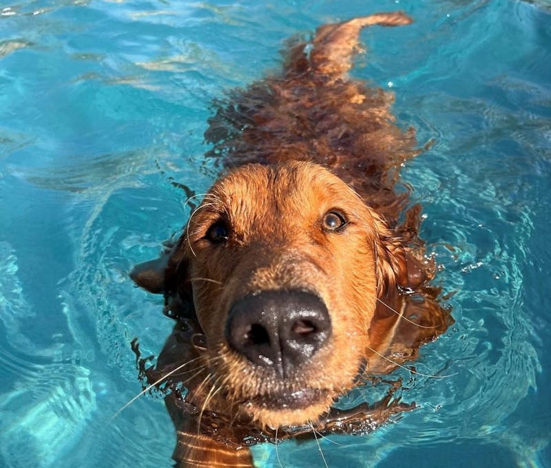 Oboz office dog, Otter, happily swimming in a pool.
