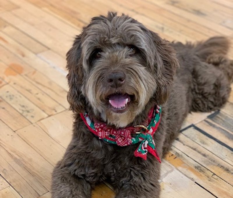 Oboz office dog, Ruby, smiling while on duty.