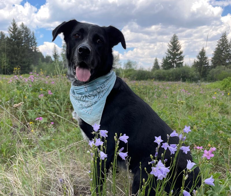 Oboz Footwear office dog, Crow, on a hike.