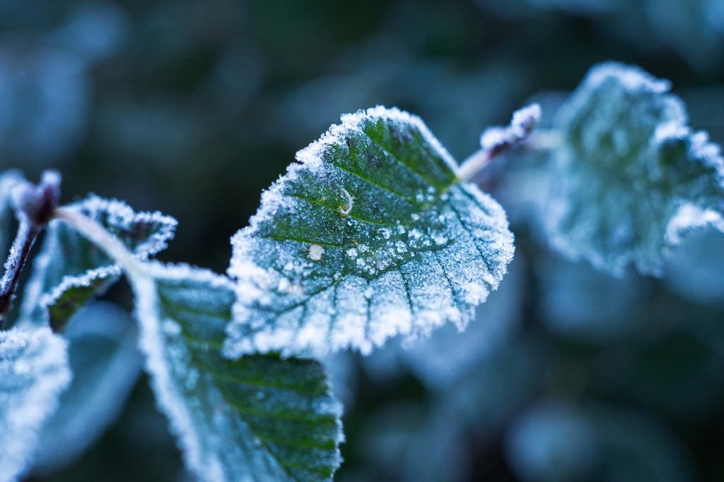 Frosty leaves the morning before a big hike. 
