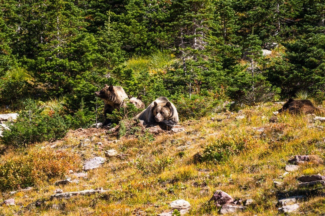 Grizzly bear and two cubs foraging in Glacier 